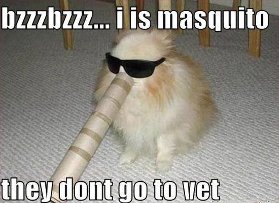 Dog Mosquito Funny Meme
