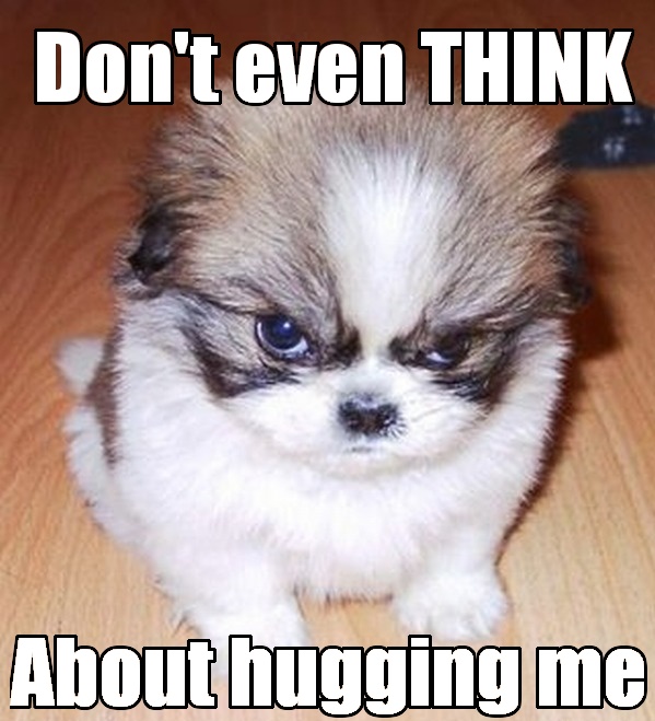 Grumpy dog doesnt like hugs Funny Meme