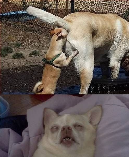 How Dogs Greet Each Other Funny Meme
