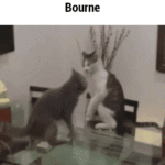 Jason Bourne Cat Funny Meme
