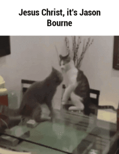 Jason Bourne Cat Funny Meme