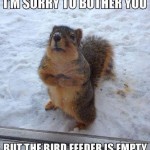 Squirrel Bird Feeder Funny Meme