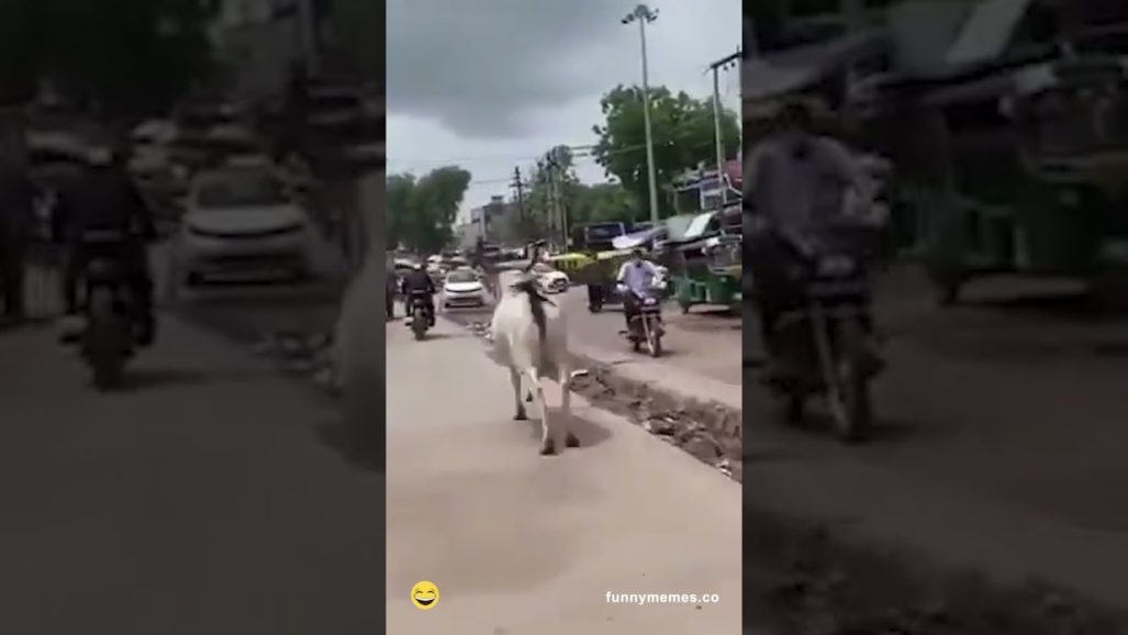 Mad Bull chasing the motorcyclist