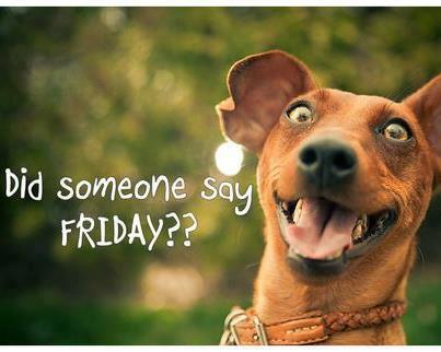 Friday Funny Dog Meme Funny Memes